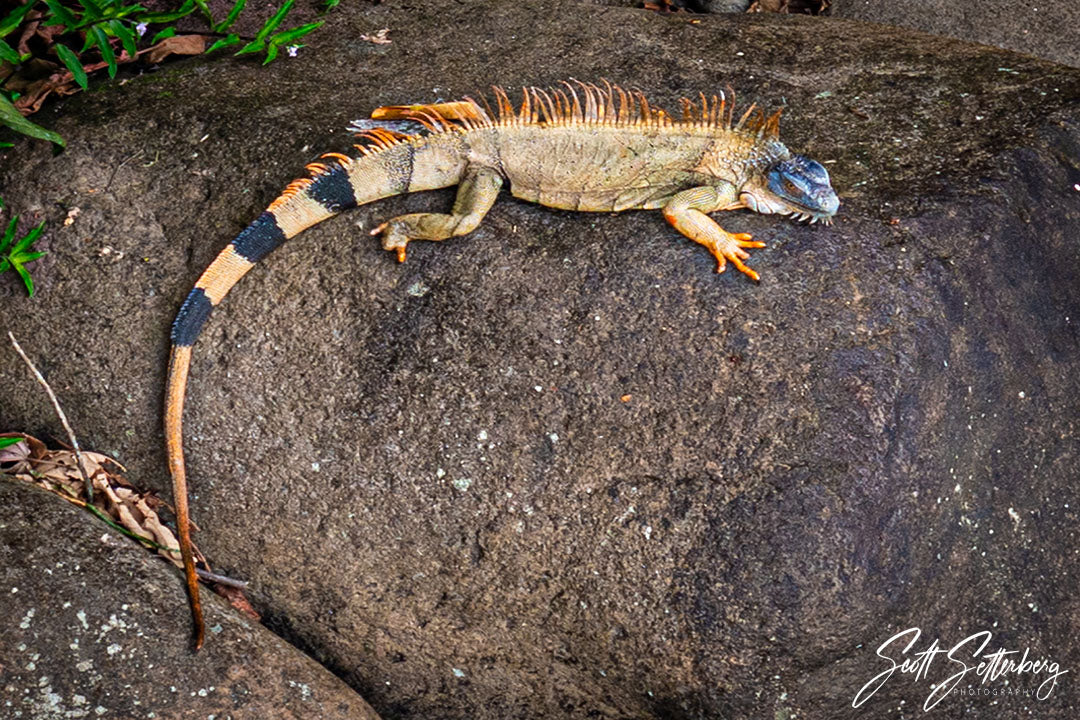 Igauna in Sarapiqui, Costa Rica