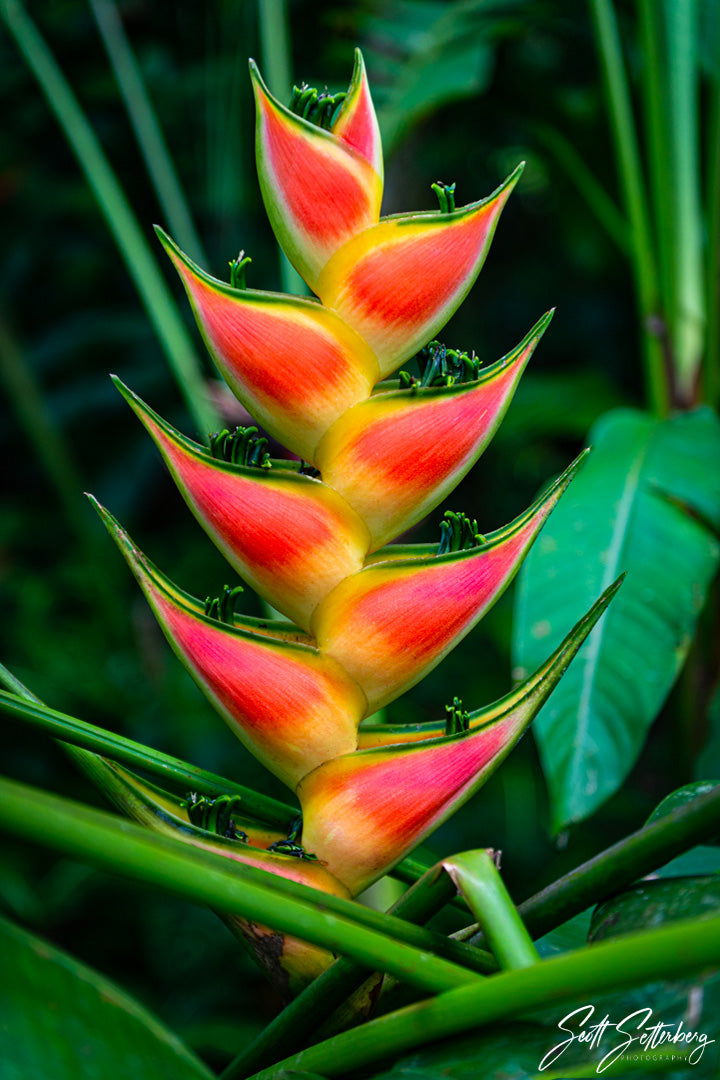 Heliconia "Parrot Flower" in Costa Rica