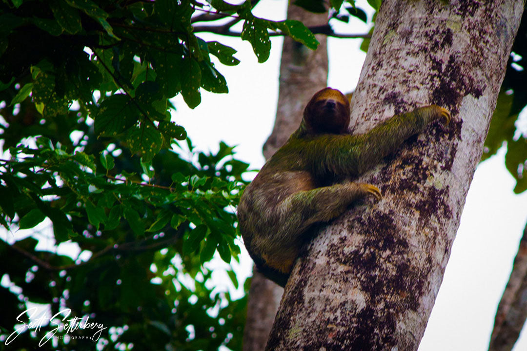 Sloth, Costa Rica