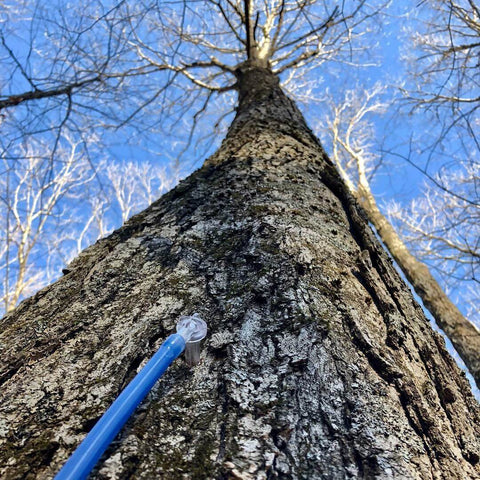 Tree Juice Maple Syrup Production Process