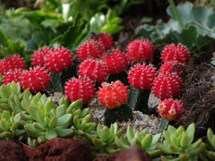 Futuristic, alien-looking cactus garden