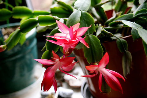 Christmas Cactus in bloom for holidays