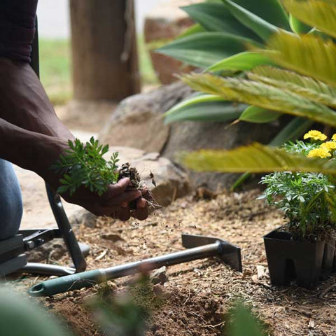 companion planting marigolds ward off pests