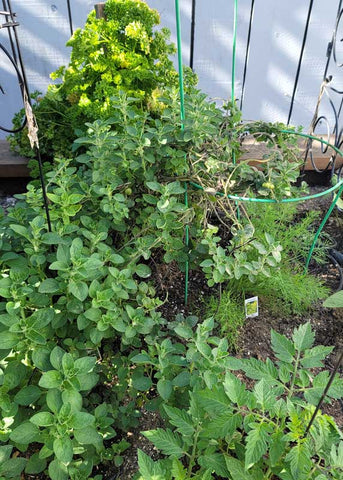 companion planting vegetables