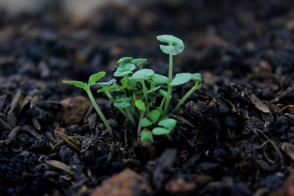 Spring Growth from Fall Compost