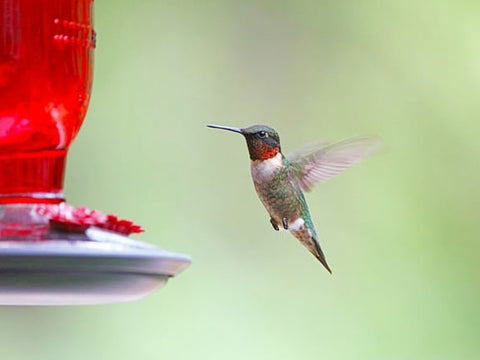 hummingbird feeder red glass