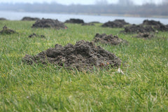 molehills ruin your yard