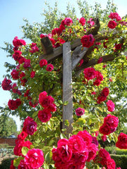 Nostalgic, romantic climbing roses