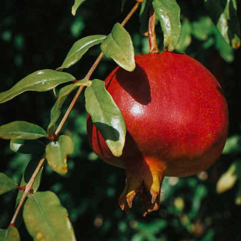 frost hearty pomegranates