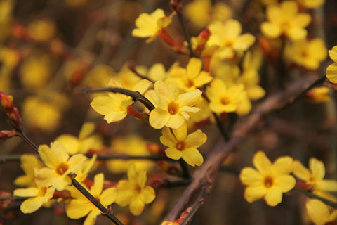 winter jasmine flowers