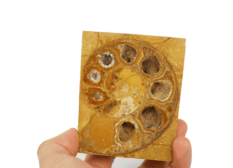 Yellow Ammonite Fossil