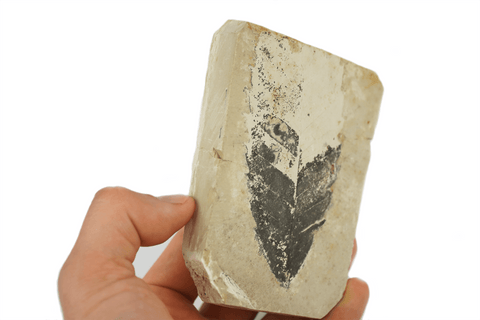 Amazing Miocene Plant Fossil