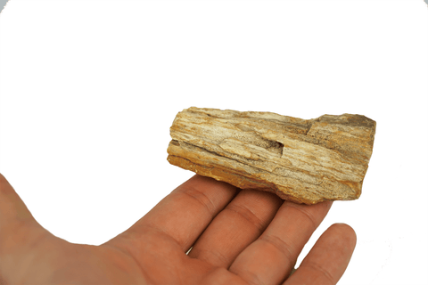 Amazing Petrified Wood Slice