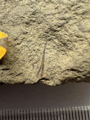 Close View of Silurian Plant Fossil