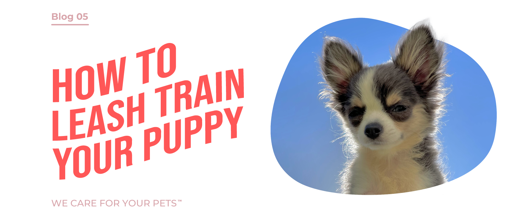 when should you leash train a puppy