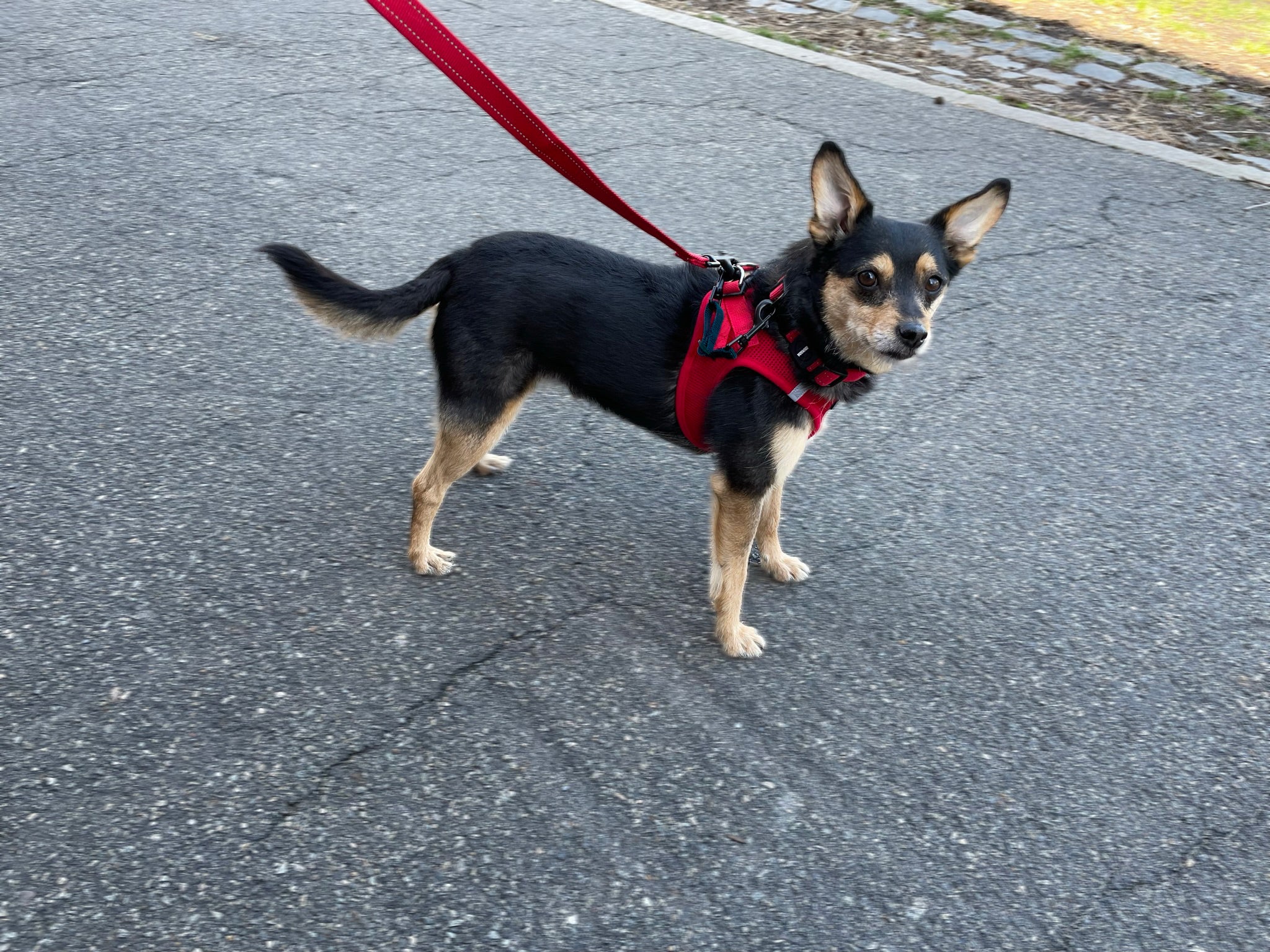 when should you leash train a puppy