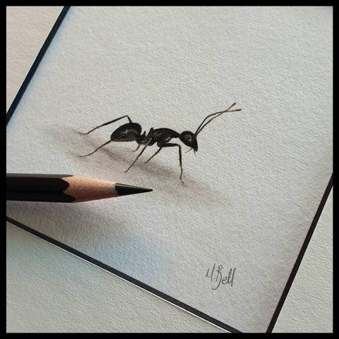 Grapahite pencil drawing of an ant by South African wildlife artist Matthew Bell