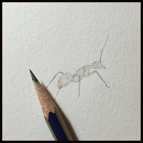 Miniature original pencil drawing of an ant