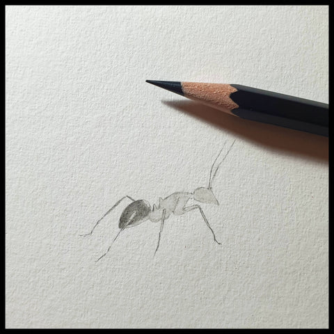 Miniature original pencil drawing of an ant