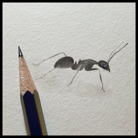 Ant original drawing