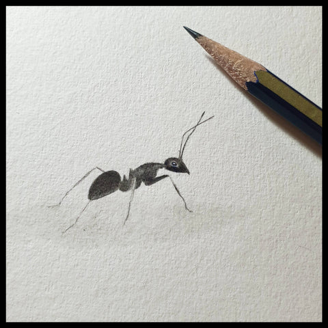 Ant pencil drawing by wildlife artist Matthew Bell
