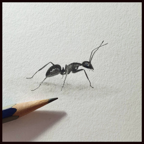 Ant original pencil drawing by Matthew Bell Artist