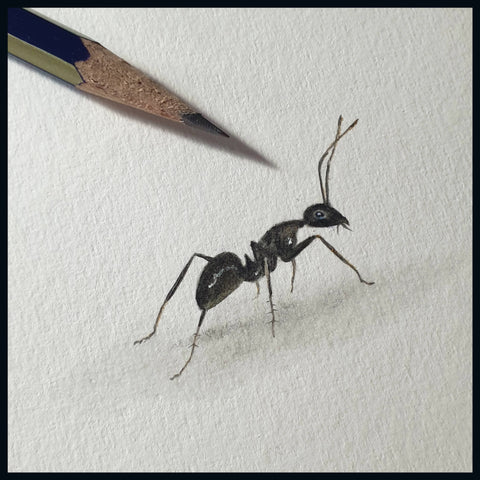 Ant drawing in graphite pencil by Matthew Bell