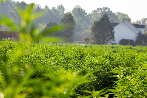 field of hemp plants