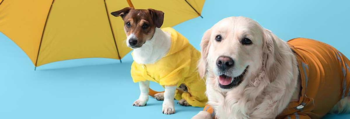 does dogs sense bad weather coming