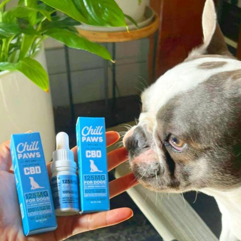 where to buy CBD for dogs