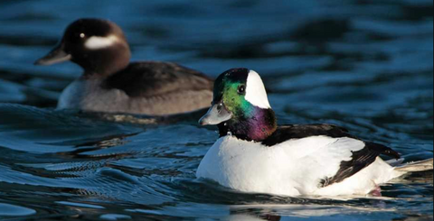 Bufflehead Female and Male