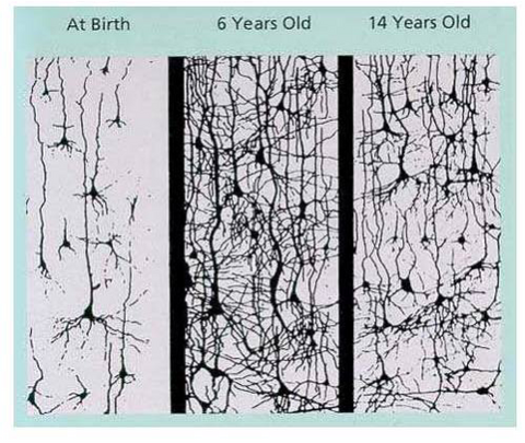 sistema neuromuscular al nacer niños adolescentes