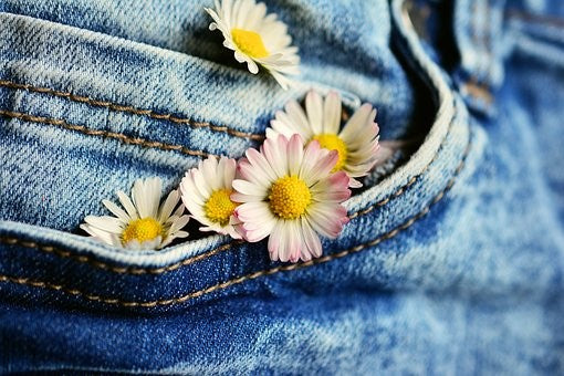 Denim Jeans close up with daisies in pocket. 