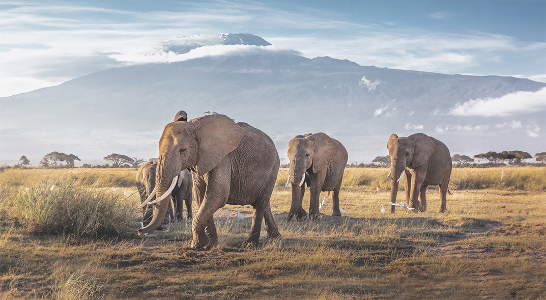 Gruppe von Elefanten in der Savanne mit einem Berg im Hintergrund