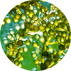 Marine algae oil 