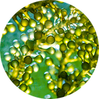 Marine algae oil