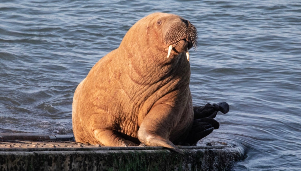 walrus journey wiki
