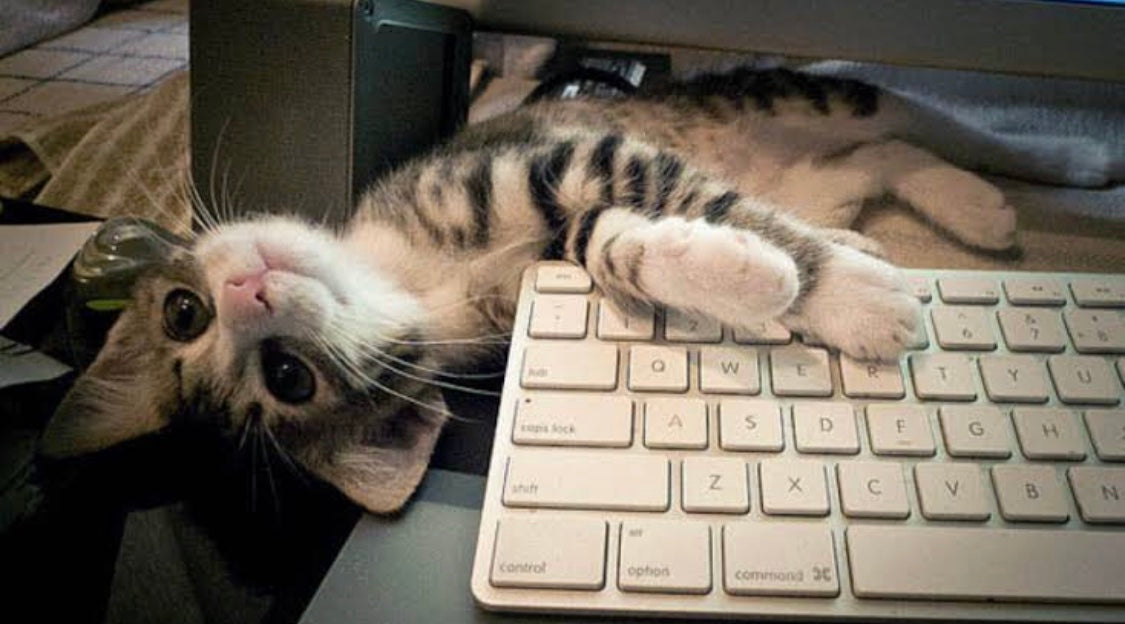 The surprising reason cats walk on keyboards Drool by Dr. Chris Brown