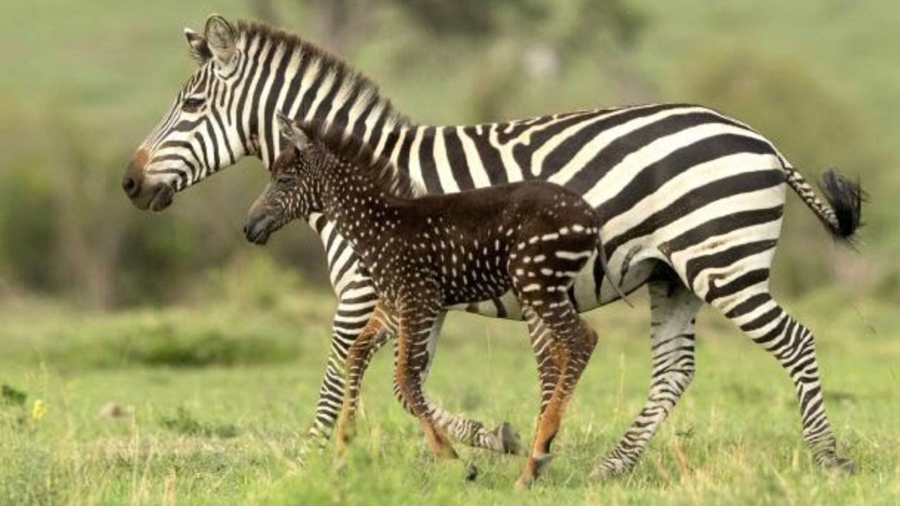 zebra with no stripes