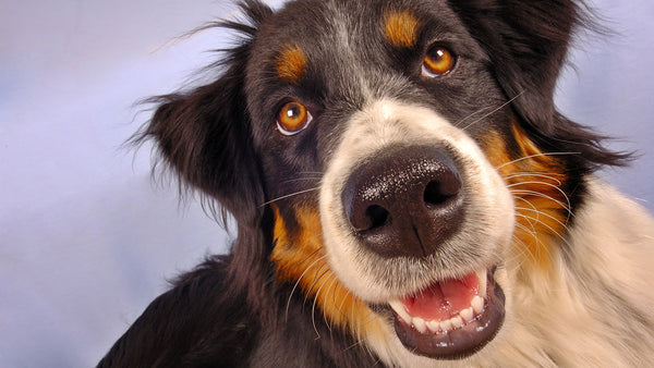 what does dry nose mean on a dog