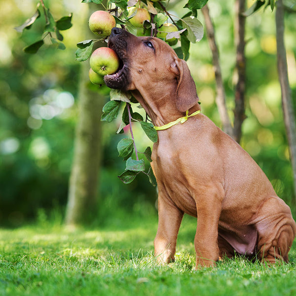 can a apple core kill a dog