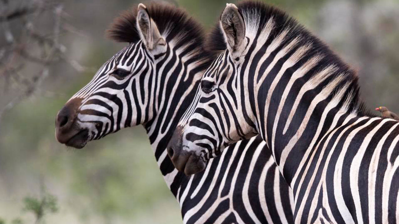 zebras have stripes