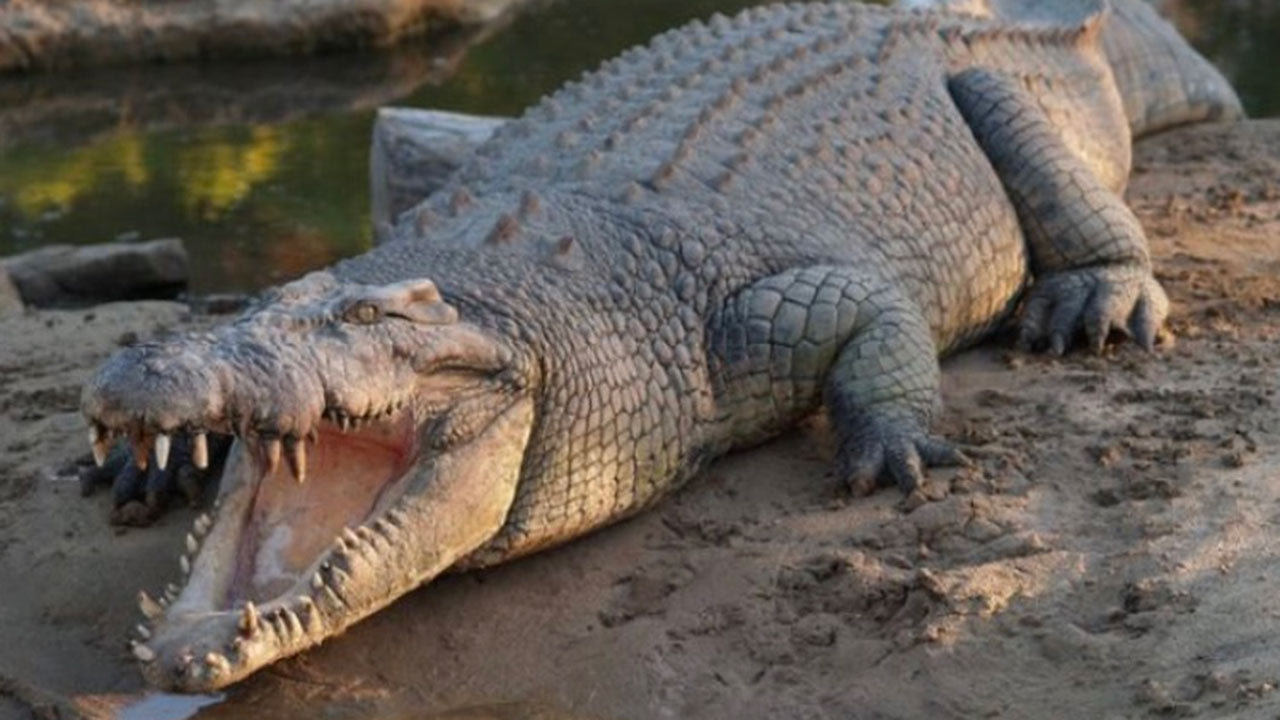 Is this the answer to a giant  croc mystery Drool by Dr 