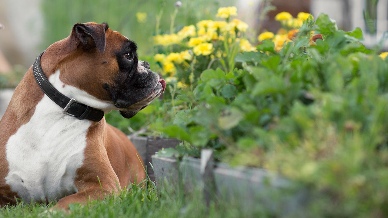 can roundup cause cancer in dogs