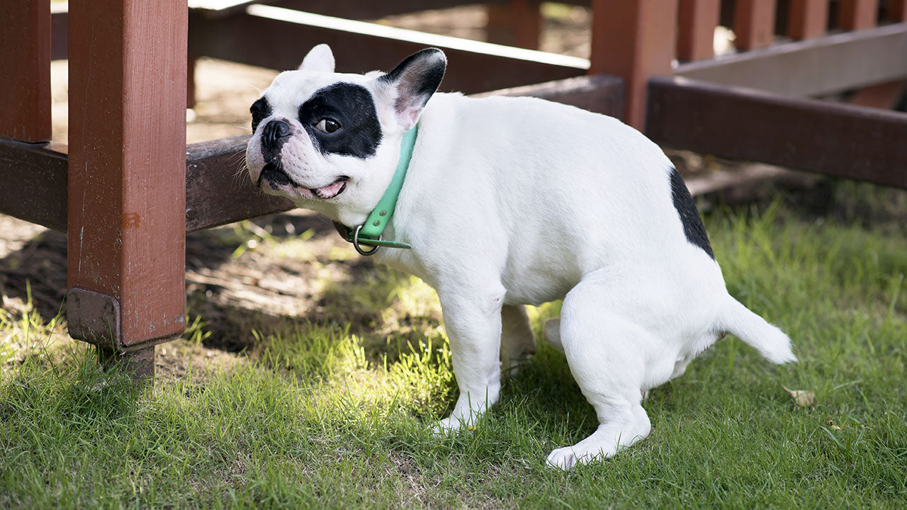 white dog poo