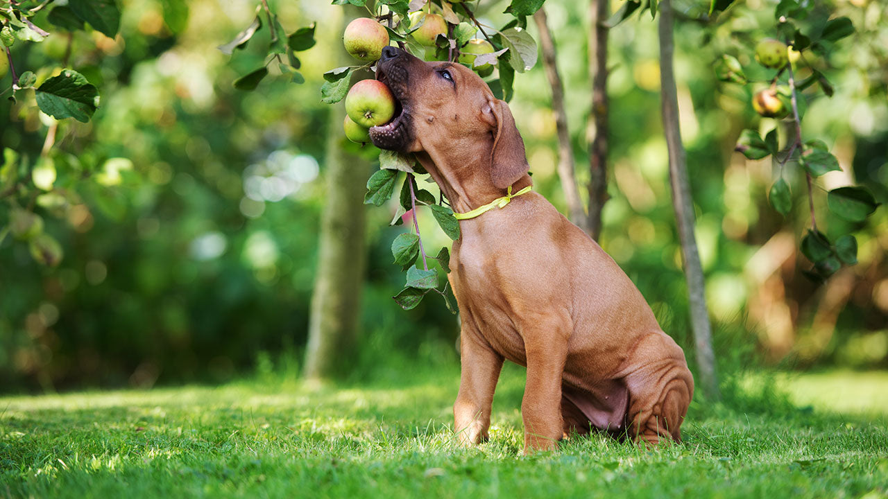 are fruit seeds bad for dogs