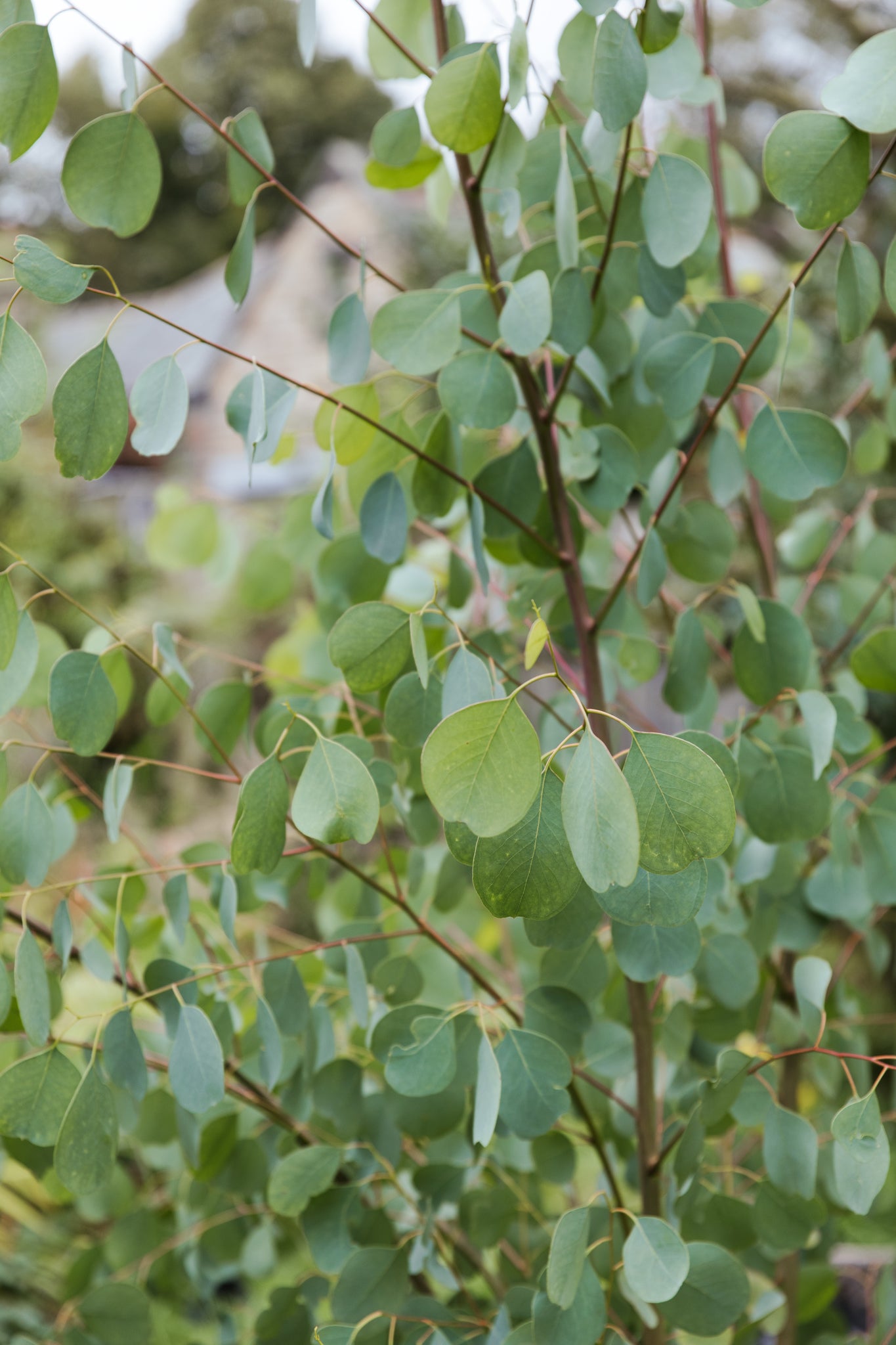 varieties eucalyptus foliage