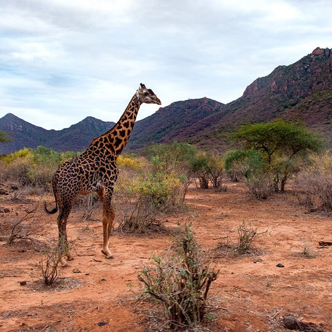 Giraffe standing tall in front of a mountain range in Kenya