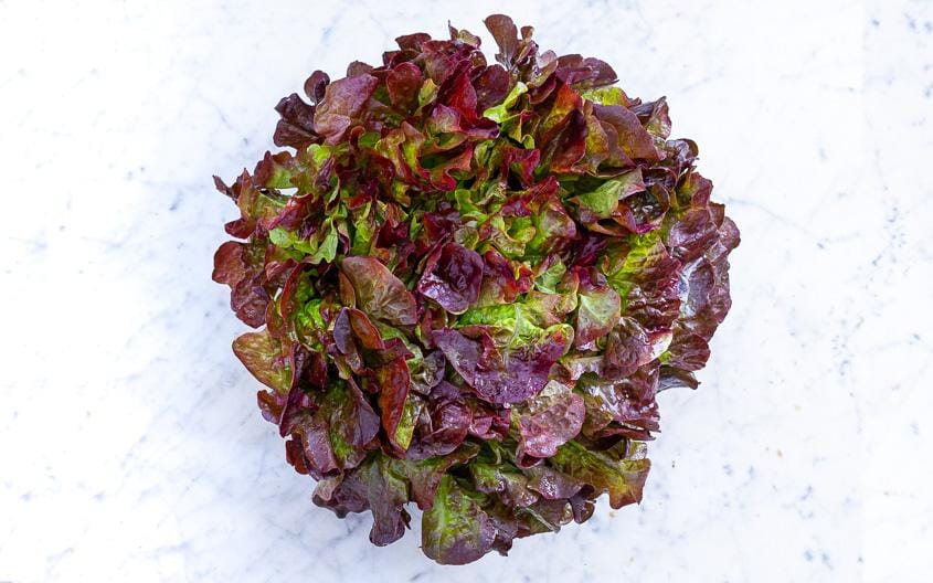 Salade feuille de chêne rouge 