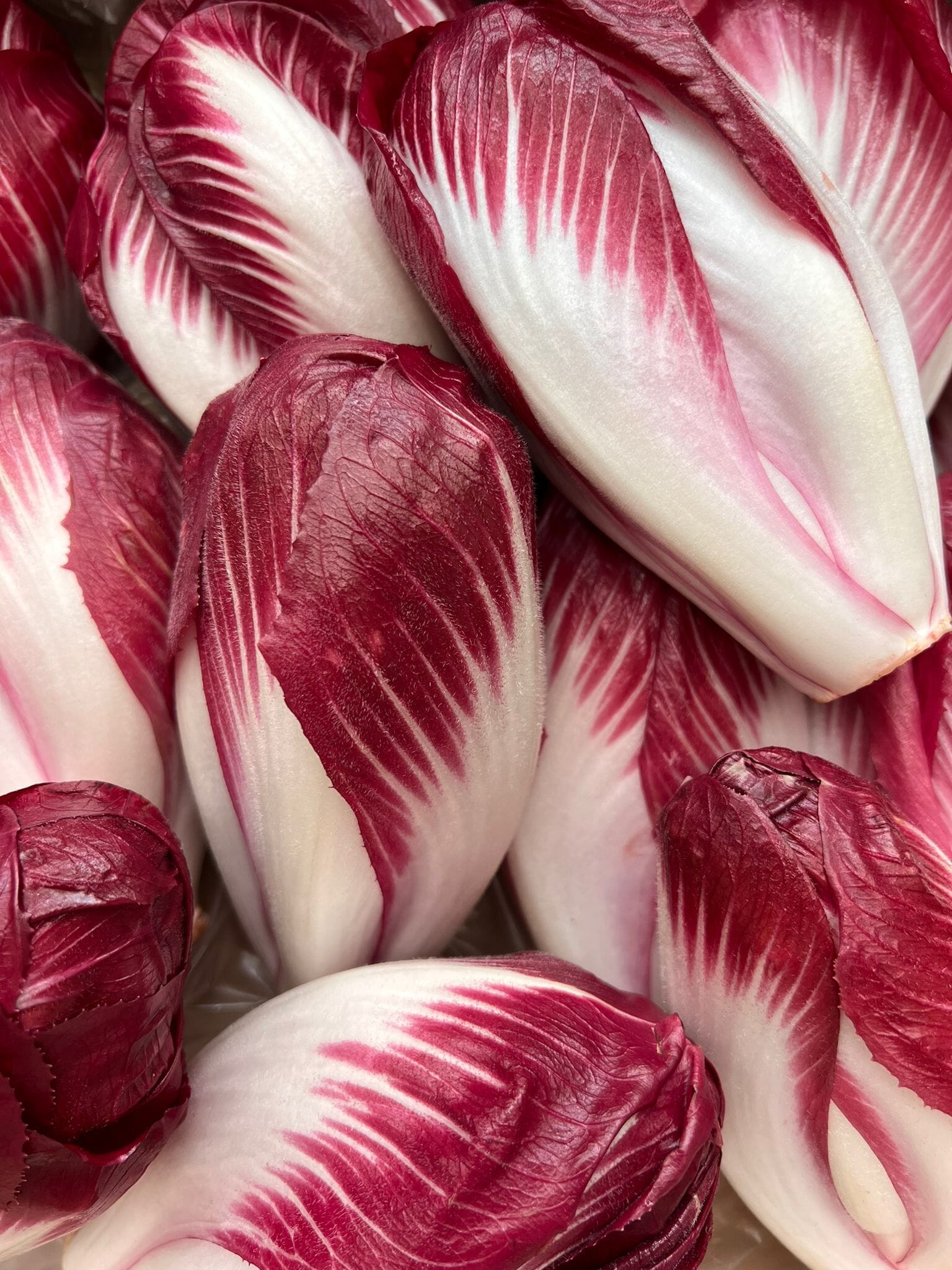 Endive rouge du Pévèle 